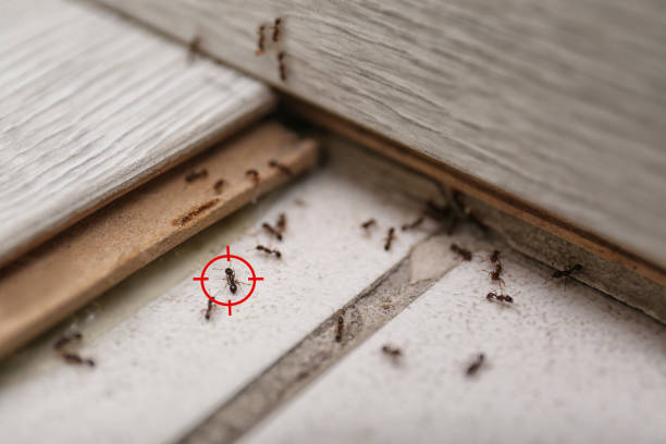 Best Best Pest Control Companies  in Baudette, MN