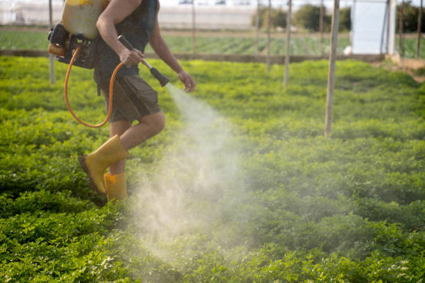 Best Ant Control Services  in Baudette, MN