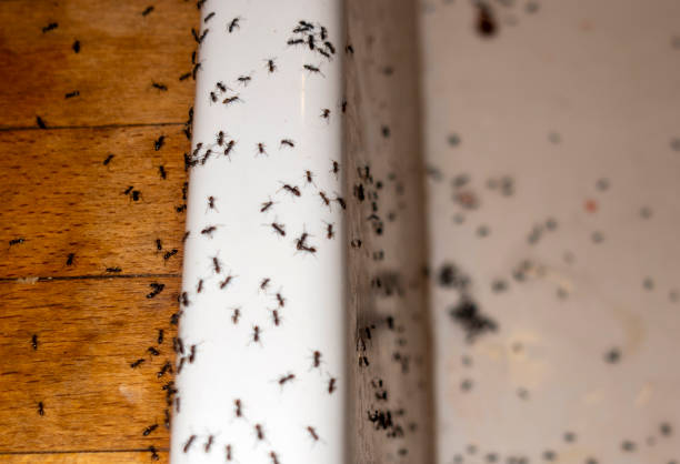 Best Affordable Pest Control Services  in Baudette, MN