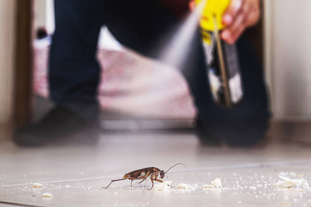 Best Affordable Pest Control Services  in Baudette, MN