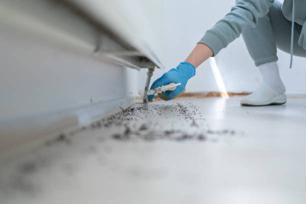 Best Bed Bug Extermination  in Baudette, MN
